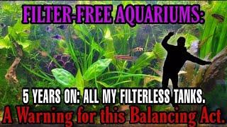 Often Overlooked Downsides of Filterless Aquariums: Problems & Challenges of Non Filtered Fish Tanks