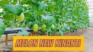 Melon new Kinanti tunas agro mudah besar