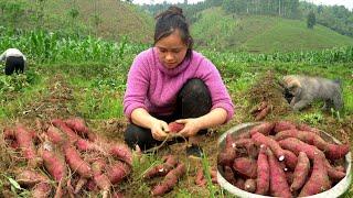 Harvesting Sweet Potato Garden goes to the market sell | Lý Thị Ca