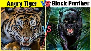  Tiger Vs Black Panther - Who will win  #shorts #tiger #wildlife