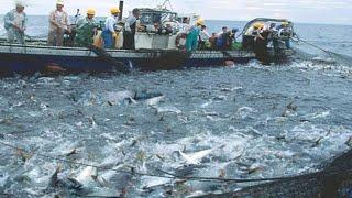 This is How Fisherman Catch Hundreds Tons Salmon - Net Fishing, Big Catching on The Sea