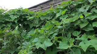 迟来的佛手瓜花，(chayote)英国种植佛手瓜，还是需要提早育苗，2月前就需要育，可能品种也有差别。