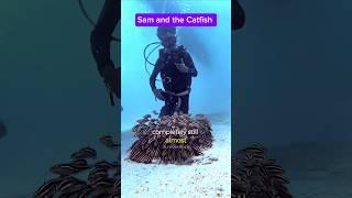 Sam and the Catfish #catfish   #mobilephone #Xiaomi14TPro #seafrogphonehousing #asafeevideolight