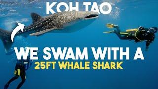 Thailands Most Famous Diving Island | Koh Tao Whale Sharks