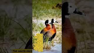 Overall, the white-faced whistling duck is a unique and interesting /#birds @abhi_shareU |