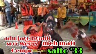 Rebab Sawung sory Mex vs Gempo Pudji Laras BASSIR SHOTING