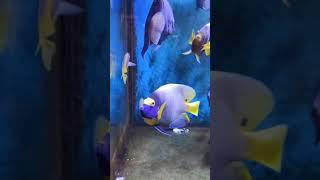 魚缸（Fish Tank)~藍面/藍面神仙 學名：hipops xanthometopon 外文名：Blueface Angelfish