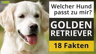 Ist ein Golden Retriever der richtige Hund für mich? 18 Fakten über Golden Retriever!