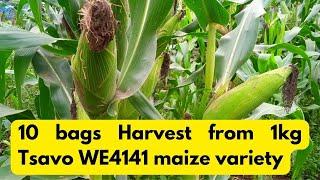 Tsavo We4141:The 3 months Maize variety with highest yield | Maize Farming in Kenya