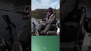 Fishing Tailor - Underwater footage #kayak #canfish #underwatercamera #hobie #fishing