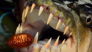 Jeremy Wade Catches Killer Goliath Tigerfish | TIGERFISH | River Monsters