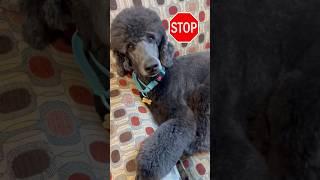 I Tested My Dog Nose-Wait For The result   #funny #dog #shorts