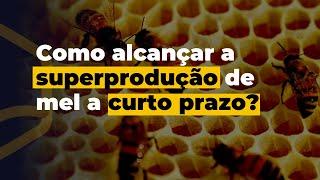 Como alcançar a superprodução de mel a curto prazo?