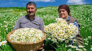 Собираем Ромашки и Консервируем на Зиму