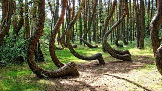 Танцующий лес на Куршской косе.Dancing forest on the Curonian spit.