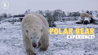 Polar Bear Experience