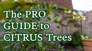 Everything You Need To Know About Pruning, Fertilizing & Caring For Citrus Trees