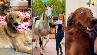 Funny ANIMALS videos  Funniest CATS  DOGS   HORSES  2024