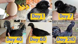 1 to Day 210 Ayam Cemani Chickens CHICK CHICK Growth Day by Day Time Lapse Video Hane