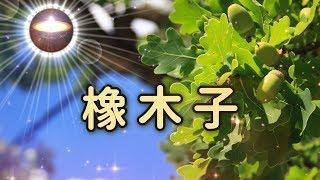 福智讚頌【橡木子】｜30分鐘連續｜可循環