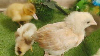 Small adorable baby duck - Rainbow cute chicks - Razi Ali Vlogs