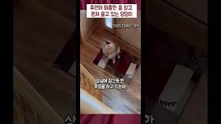 서럽게 혼자 울고 있는 댕댕이 #댕댕이 #귀여운 #개 #집사 #웃긴영상 #웃긴짤