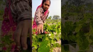 First Light, First Pollination: Women Farmer Pollinating Pointed Gourds or परवल #shorts