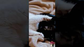 Real Meow Moments 