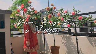 [BARAKALLAHUFIK] ROSE COLLECTION DI AIDILFITRI | Little SQFT