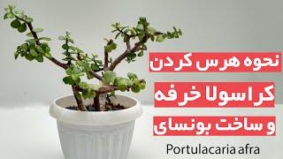 نحوه هرس کردن کراسولا خرفه و بونسای - dwarf jade