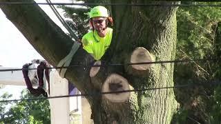 Removal of a Very Large Oak Tree, Located Very Close to My House