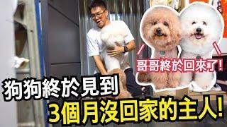 狗狗終於見到3個月沒回家的主人！希露弟弟居然大崩潰？！