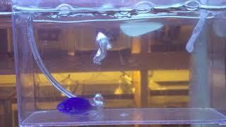 Freshwater Dipping A Saltwater Fish - In Real Time - Adding A New Fish 