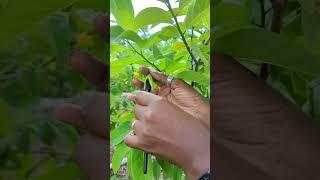 Hand pollinate Sweetsop/Sugar apple to maximize fruit production