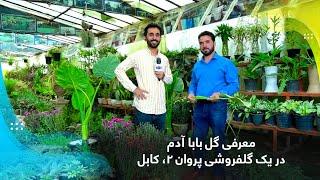 Burdock flower, introduced by a florist in Parwan 2 / معرفی گل بابا آدم در یک گلفروشی پروان ۲