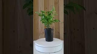 Lynwood Gold Forsythia | Live Plant | QT & 3 Gallon container | Free Shipping