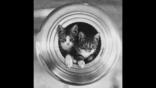 A Short History of Ships Cats - Floating Felines, Maritime Moggies and Kleptomaniac Kittens