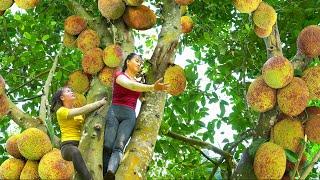 Harvesting Jackfruit Trees With Lots Of Fruit Goes To The Market Sell - Take Care Animals