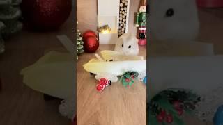 DIY Bûche de Noël pour mon Hamster !!  #hamsters #cute #animals #christmas