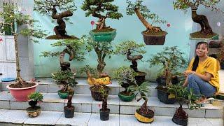 Trực Tiếp 25/11 Thơ bán bonsai hoa trai đủ loại giá mềm thanh lý