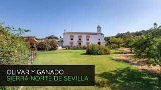 Finca de 300 hectáreas de olivar y ganadera en venta la Sierra Norte de Sevilla, España |  P2852