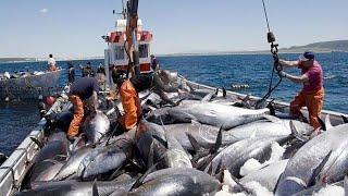 Amazing Commercial Fishing Net Catch Giant Tuna - Net Fishing Tuna Catch Hundreds Tons Tuna on Boat