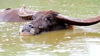 Wild Water Buffalo: Giants of the Southeast Asian Wetlands