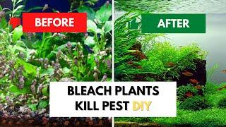 Bleach Your Aquarium Plants Safely: Kill Pests & Keep Plants Healthy (Beginner's Guide)