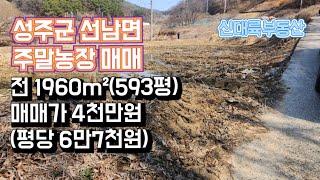 매물#131)성주군 선남면 주말농장 매매 전 1960m²(593평) 매매가 4천만원(평당 6만7천원)_성주촌집매매.성주땅매매.성주전원주택매매