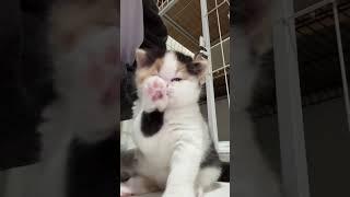 The little kitten is super cute! #asmr #cat #funny #cute #cats #pets #relaxing #kitten