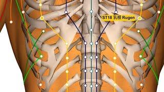 STOMACH 18 RUGEN (ROOT OF THE BREASTS)