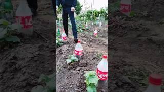 Simple drip irrigation system from plastic bottles for growing cucumbers #gardening #shorts