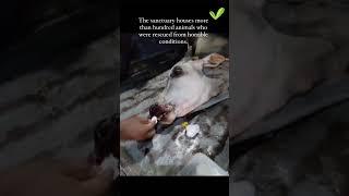 Story of Sai Vignesh, a 22 year old animal rescuer.