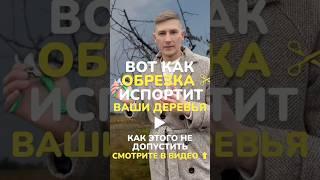 #обрезкадерева #обрезкаплодовых #обрезкадеревасша #обрезкаяблони #обрезкагруши #обрезкавесенняя #сад